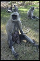 Digital photo titled ape-nursing-at-akbars-tomb