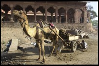 Digital photo titled camel-hauling-dung-in-fatehpur-sikri