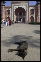 Digital photo titled sleeping-dog-at-taj-mahal-gate