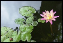 Digital photo titled JEATH-museum-flower
