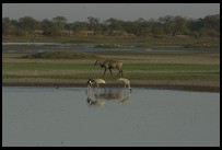 Digital photo titled keoladeo-ghana-saras-cranes-and-antelope-close-together