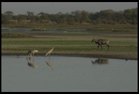 Digital photo titled keoladeo-ghana-saras-cranes-and-antelope