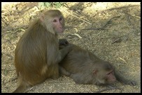 Digital photo titled monkeys-grooming
