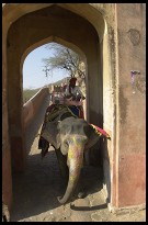 Digital photo titled elephant-returning-from-amber-fort