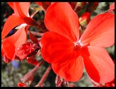 Digital photo titled red-flower