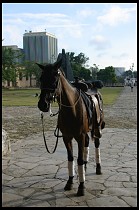 Digital photo titled horse-in-fort