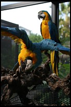 Digital photo titled brea-parrot-rescue-02