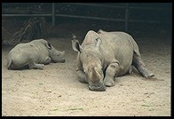 Rhinos.  Singapore Zoo